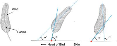 A computer vision framework for quantification of feather growth patterns